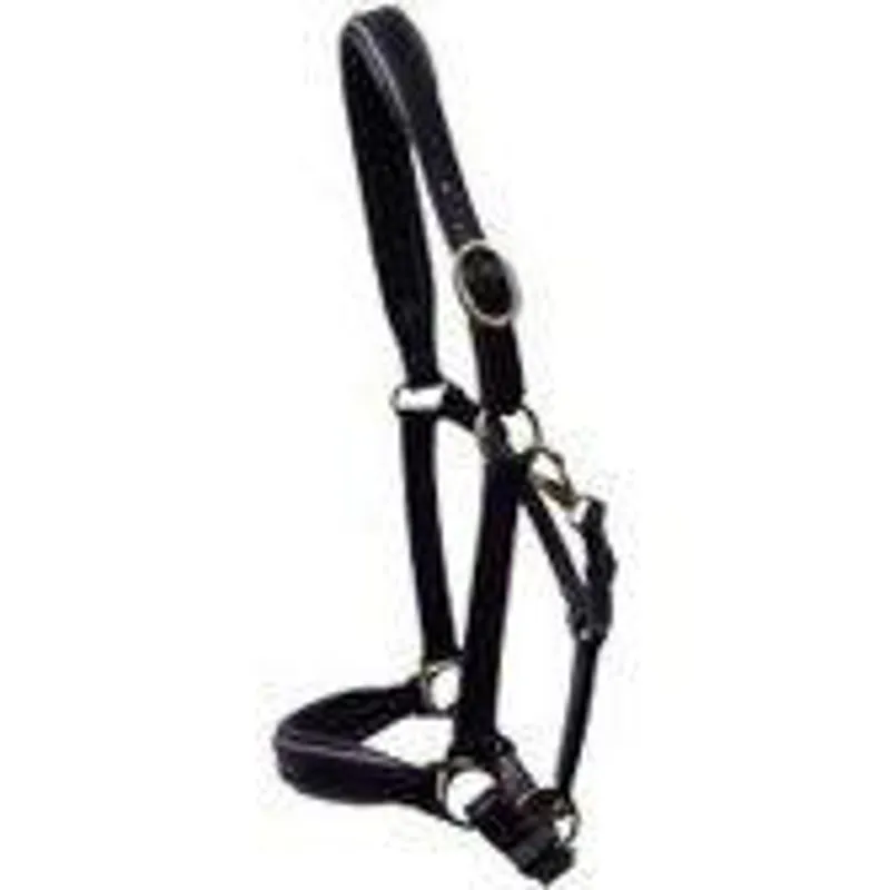 Ascot Piped Head Collar
