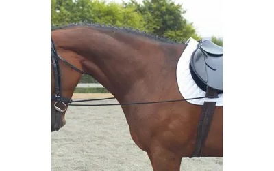 Elastic Training Reins/Bungee
