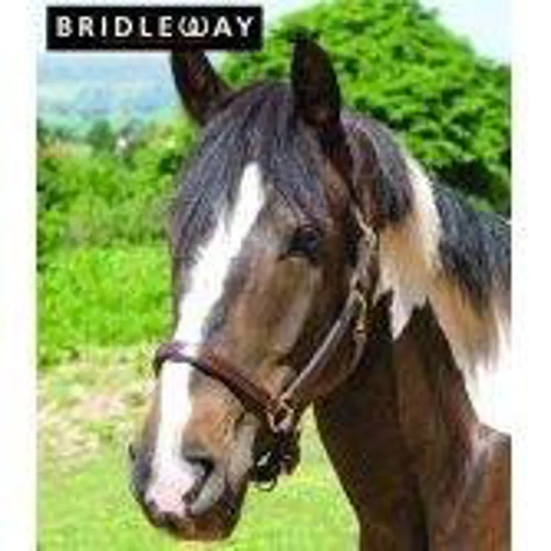 Bridleway Padded Leather Headcollar