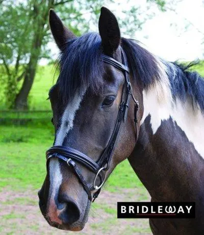 Bridleway Comfort Bridle