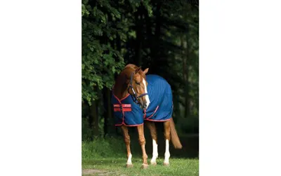 Amigo Mio Stable Sheet