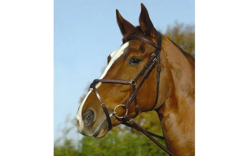 silver ring ascot. This Ascot bridle is made