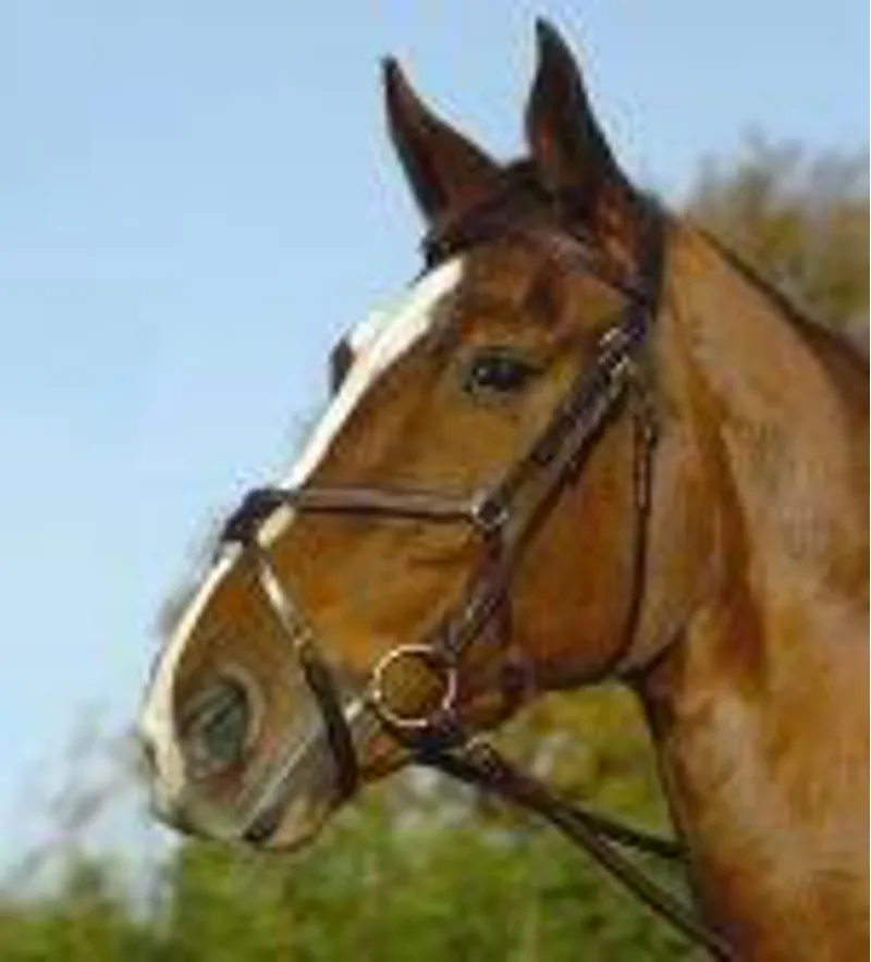 Ascot Grackle Bridle