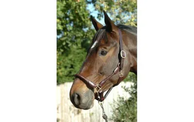 Ascot Plaited Head Collar