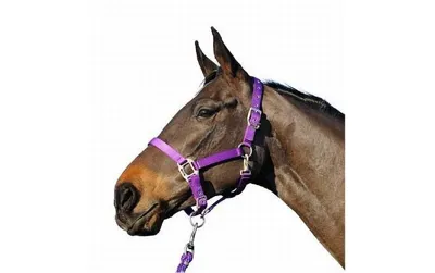 Cottage Craft Smart Headcollar