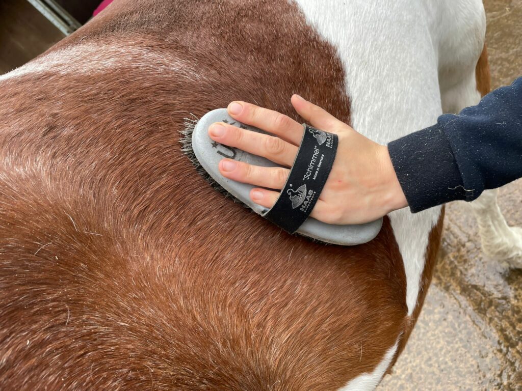 Haas Schimmel Brush from RB Equestrian