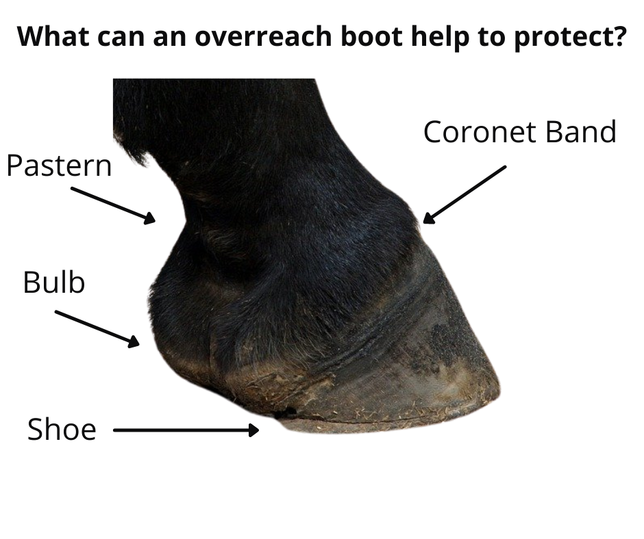 Protection offered by overreach boots - RB Equestrian