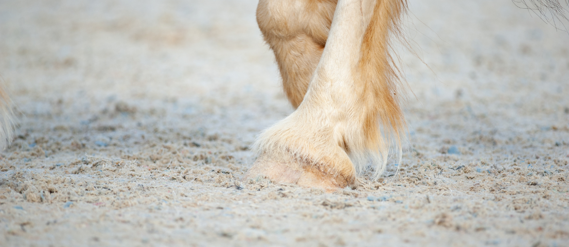 Winter Myth Busting Hooves