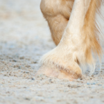 Winter Myth Busting Hooves