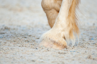 Winter Myth Busting Hooves