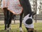 A horse wearing a fly rug and fly hood grazing