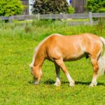 A horse eating grass in the sun.