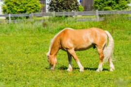A horse eating grass in the sun.
