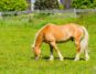 A horse eating grass in the sun.