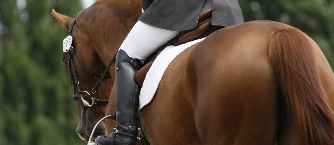 A competition horse