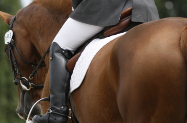 A competition horse