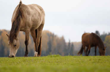 Horses eating grass