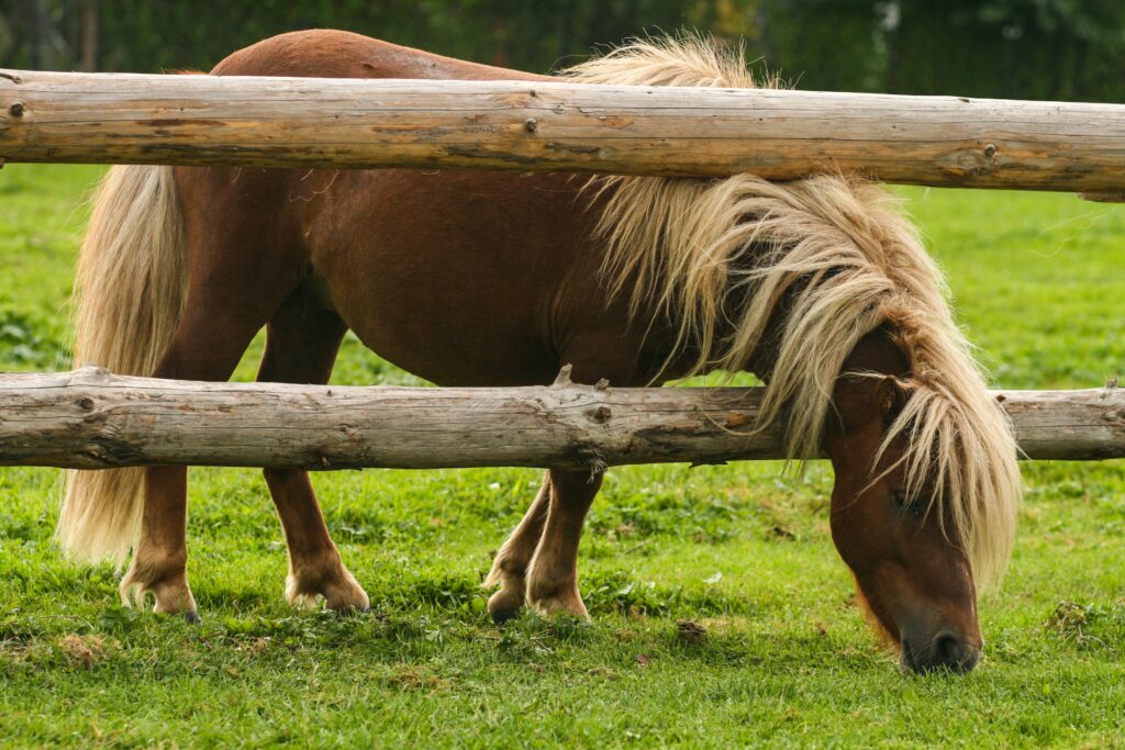 Horse eating through fence