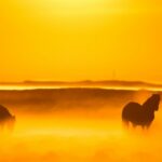 Fun in the sun! Caring for your horse in the summer.