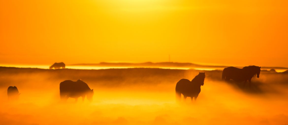 Fun in the sun! Caring for your horse in the summer.