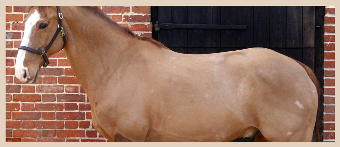 A fully clipped horse