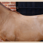 A fully clipped horse