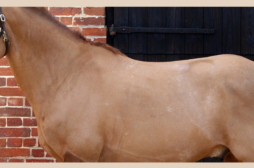 A fully clipped horse