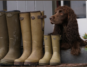 LeChameau wellington boots from RB Equestrian