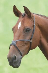 Velociti GARA Mexican Noseband Horse wearing from a grackle noseband