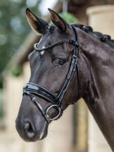 LeMieux Kudos Patent Dressage Bridle Horse wearing a patent dressage bridle