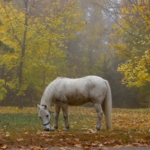 RB Equestrian's blog on Getting Gut Ready for Winter