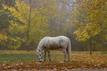 RB Equestrian's blog on Getting Gut Ready for Winter