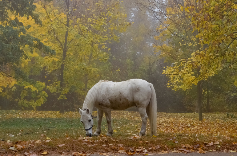 RB Equestrian's blog on Getting Gut Ready for Winter