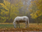 RB Equestrian's blog on Getting Gut Ready for Winter