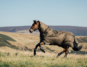 A horse in a LeMieux Alpine turnout rug