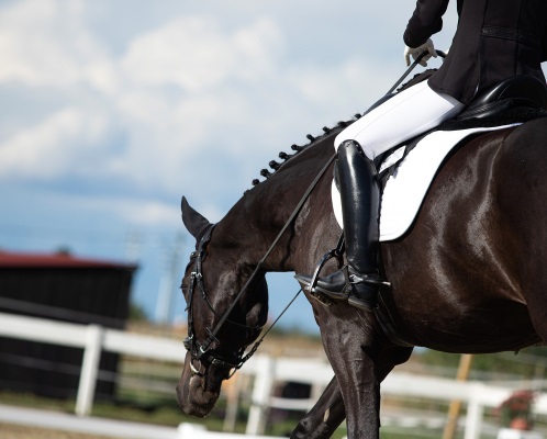 Competing at Dressage