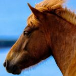 Support Your Mare with Oestress