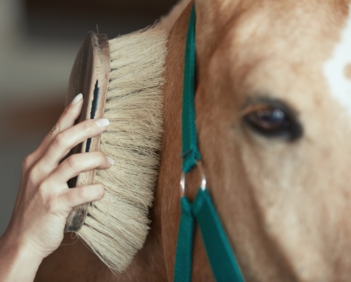 A horse being groomed with a brush