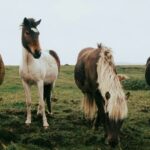 Beware of Laminitis this Spring