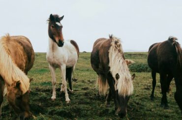 Four horses in a field