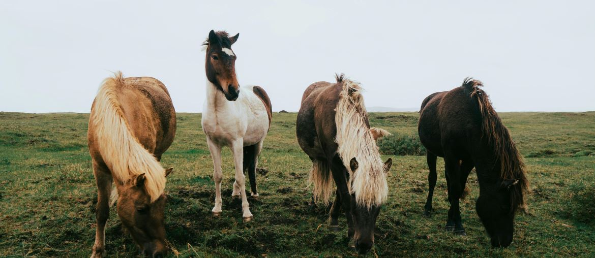 Beware of Laminitis this Spring