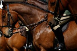 Horses in a showing class