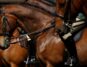 Horses in a showing class