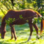Supporting Respiratory Health in Horses
