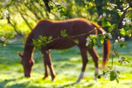 A horse grazing in the summer