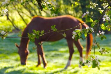 A horse grazing in the summer