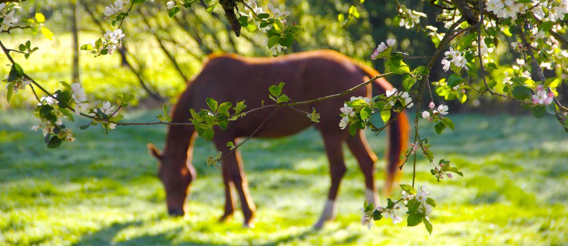 Supporting Respiratory Health in Horses