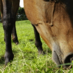 Weight management for horses