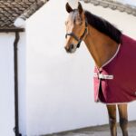 The best cooler rug for my horse?
