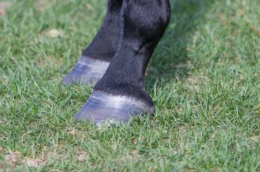 A pair of horse hooves
